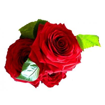Rudé růže