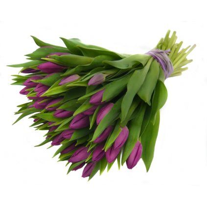 Fialové tulipány