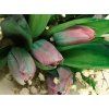 Tulipány Gypsy Blue
