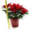 Vánoční hvězda 35 cm