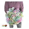 Gypsophila Rainbow