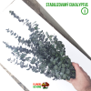 Stabilizovaný Eukalyptus