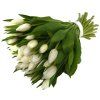 Bílé tulipány